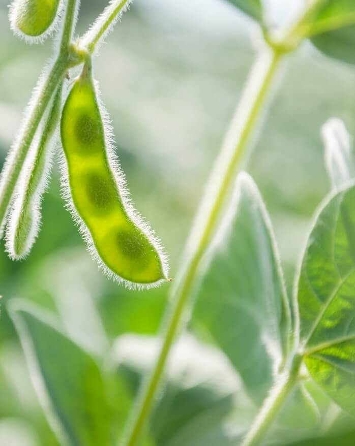 Soybean field